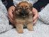 PoulaTo: Κουτάβια Pomeranian