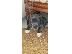 PoulaTo: American Staffordshire Terrier BLUE LINE