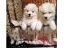 PoulaTo: Πώληση κουτάβια Samoyed.