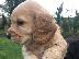 PoulaTo: Cocker Spaniel - Κόκερ Σπάνιελ