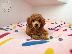 PoulaTo: Poodle apricot toy - Κανίς βερυκοκί τόι