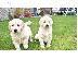PoulaTo: Πωλούνται κουτάβια Golden Retriever