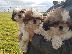 PoulaTo: Shih Tzu