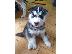 PoulaTo: beuatiful SIBERAN HUSKY κουτάβι διαθέσιμο για υιοθεσία