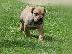 PoulaTo: Νοτιοαφρικανικό Μαστίφ Boerboel κουτάβια