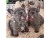 PoulaTo: French bulldog Blue