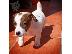 PoulaTo: Διαθέσιμα κουτάβια Jack Russell Terrier