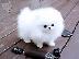 PoulaTo: Pomeranian κουτάβι