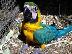 PoulaTo: babies Scarlet macaw parrots for  € 200