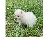 PoulaTo: Γλυκά μικρά Pomeranian Puppies