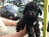 PoulaTo: Poodle mini - Κανίς μίνι