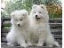 PoulaTo: Πώληση κουτάβια Samoyed.