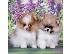 PoulaTo: Pomeranian mini