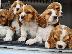 PoulaTo: Κουτάβια Cavalier King Charles
