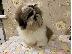 PoulaTo: Όμορφα κουτάβια Shih Tzu για καλό σπίτι