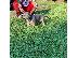 PoulaTo: Cachorros Pitbull