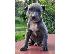 PoulaTo: Κουτάβια American PitBull Terrier