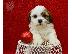 PoulaTo: lhasa apso