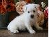 PoulaTo: Κουτάβια West Highland Terrier