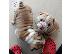 PoulaTo: English bulldog puppies for adoption.