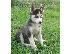 PoulaTo: Πωλούνται καθαρόαιμα Χάσκι Σιβηρίας (Siberian Husky).