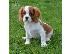 PoulaTo: Κουτάβια Cavalier King Charles Spaniel