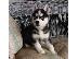 PoulaTo: Εξαιρετικά κουτάβια Husky Siberian