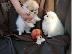 PoulaTo: Πομεράνιαν μινι (Pomeranian mini)