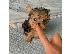 PoulaTo: Μικρή Yorkie