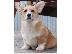 PoulaTo: Pembroke Welsh Corgi κουτάβια