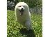 PoulaTo: Samoyed κουτάβια