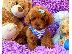 PoulaTo: Maltipoo Puppies