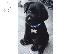 PoulaTo: labrador puppies