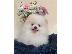 PoulaTo: όμορφα Pomeranian Puppies προς πώληση
