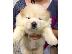 PoulaTo: Chow Chow