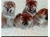 PoulaTo: Shiba Inu κουτάβια