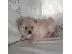PoulaTo: Beautiful Pomeranian Puppies