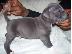 PoulaTo: X μάζα αμερικανικό pit bull terrier