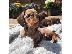 PoulaTo: ΣΚΥΛΟΣ DACHSHUND