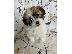 PoulaTo: κουταβια shih_tzu.Viber +63 962-625-6424