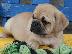 PoulaTo: Το σπίτι έθεσε Pug κουτάβια για rehoming