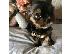 PoulaTo: AKC ,,, Yorkshire