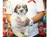 PoulaTo: Ανδρικά και θηλυκά κουτάβια Shih tzu