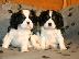 PoulaTo: Όμορφα κουτάβια Cavalier King Charles Spaniel για καλό σπίτι