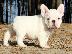 PoulaTo: French bulldog