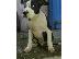 PoulaTo: PITBULL AMERICAN