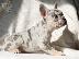 PoulaTo: French bulldog merle