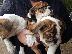 PoulaTo: Κουτάβια AKC Cavapoo