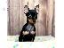 PoulaTo: Pinscher teacup