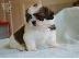 PoulaTo: Εκπαιδευμένο κουτάβια shih tzu